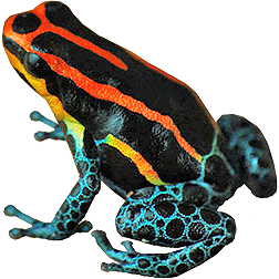 Iquitos Dart Frog